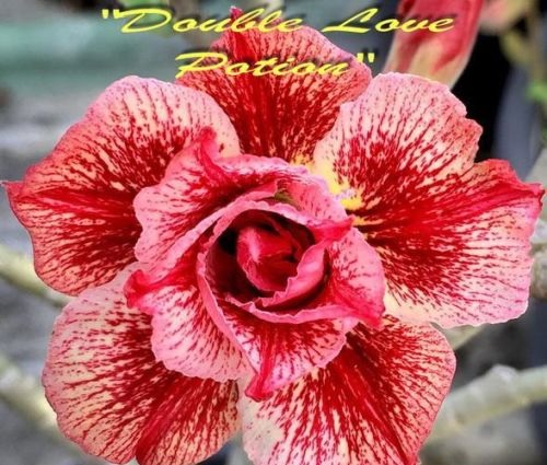 (image for) Adenium \'Double Love Potion\' 5 Seeds